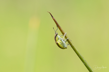 Groene snuitkever