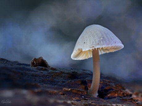 Woodland Mushroom