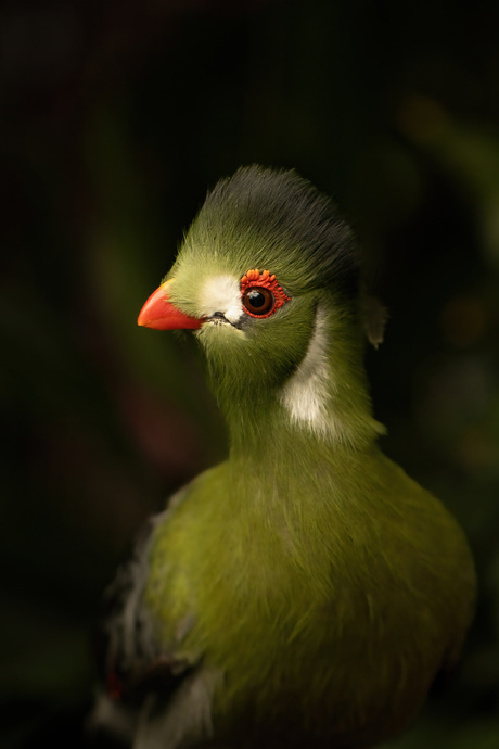 Portret vogel