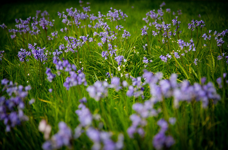 Lente