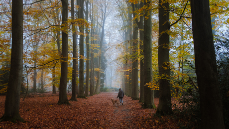 Misty morning