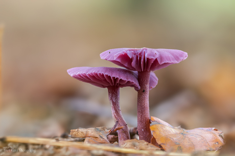 Amethistzwam (Laccaria amethystina) of rodekoolzwam