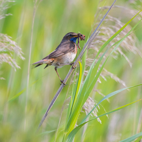 Blauwborst