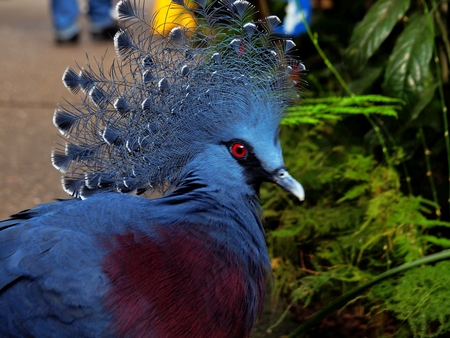 onbekend model - deze fraaie vogel, ik weet geen naam) is een vaste bewoner van de jungle bij de orchideeënhoeve in Luttelgeest. - foto door Tonny1946 op 10-03-2023 - locatie: De Orchideeën Hoeve, Oosterringweg, Luttelgeest, Nederland - deze foto bevat: vogel, blauw, roodachtig, groen, olympus corporation, e-m10markii, olympus m.14-150mm f4.0-5.6 ii, iso 200, diafragma ƒ/5.5, sluitertijd 1/100s, brandpuntafstand 54mm, vogel, oog, plant, bek, veerkracht, terrestrische plant, staart, vleugel, elektrisch blauw, boom