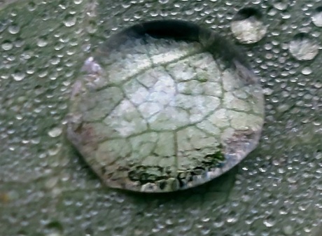 Condens druppel op een blad 