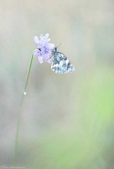 Fragile