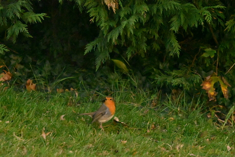 Huppend door het groen 