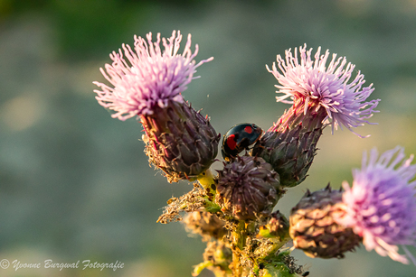 insect in de avond zon 