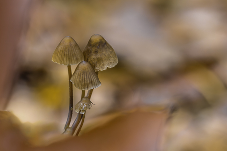 Tussen de bladeren (2).....