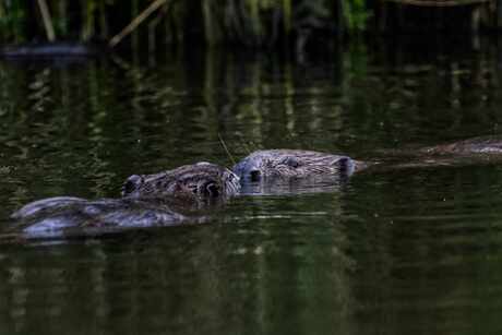 Bever koppel