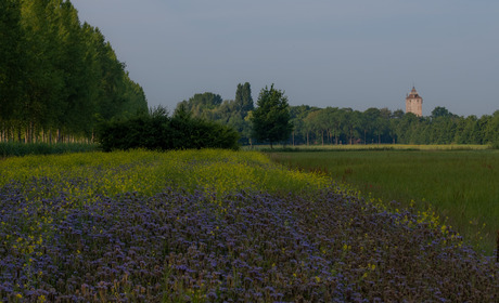 Landschap Wielrevelt met de Hamtoren op de achtergrond