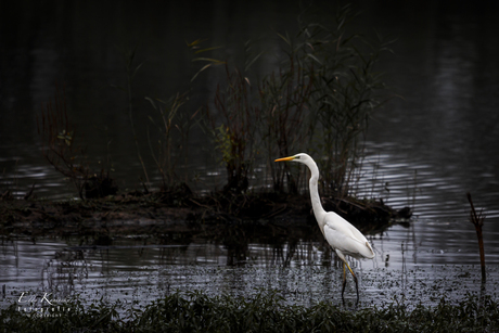 Fotografie en Lightroom. 