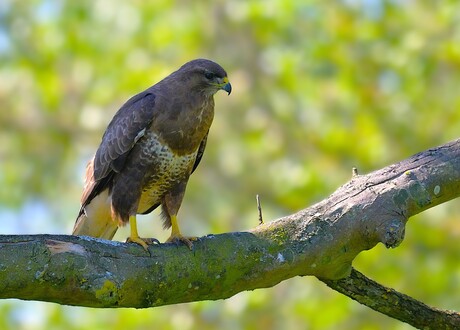 Buizerd