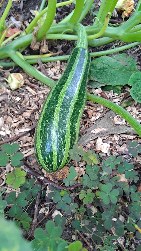 Courgette