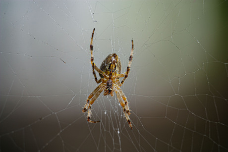 nog een mooie van de spin