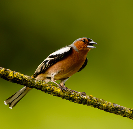 Vink