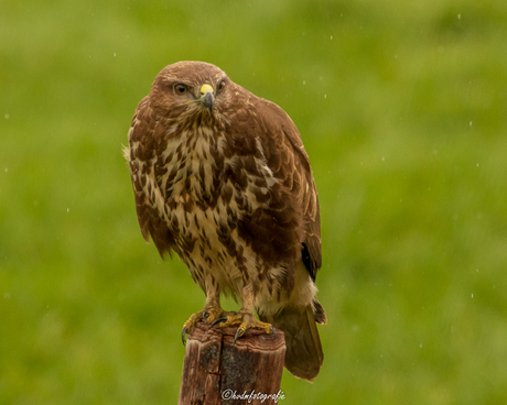 Buizerd 