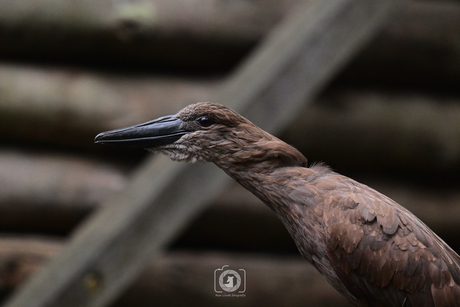hamerkop