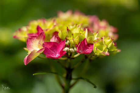 Hortensia