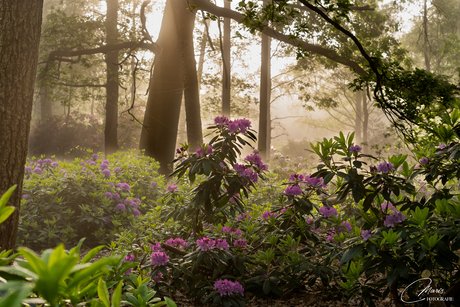 Rhododendrons 