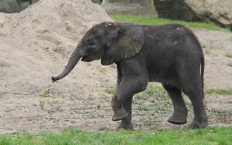 Het jonge olifantje van Ouwehands dierenpark