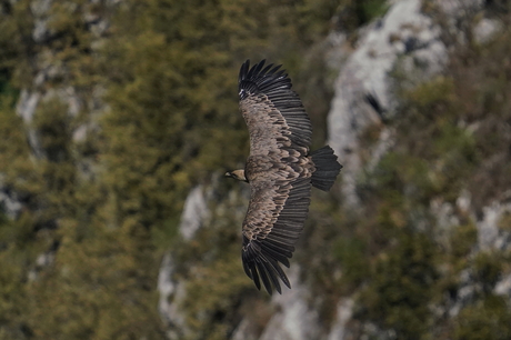 Vale Gier, Gorges du Verdon