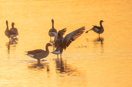 De ganzen-dirigent bij zonsondergang