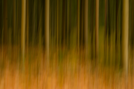 Herfstkleuren in het bos