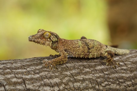 Mossy leaf-tailed gecko - (Uroplatus sikorae)