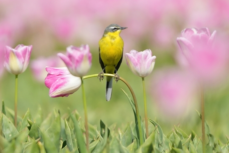 Gele kwikstaart in een tulpenveld