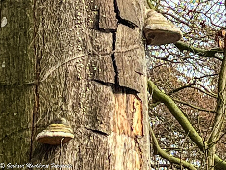 Paardehoeven aan de boom