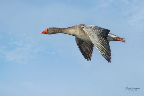 Grauwe gans in de vlucht
