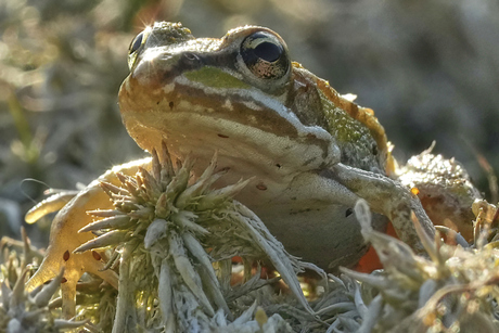 Jonge groene kikker