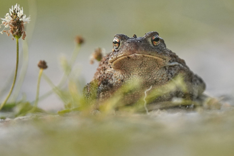Gewone pad op het zandpad