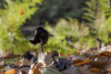 Laatste stadium, maar fier en zelfbewust
