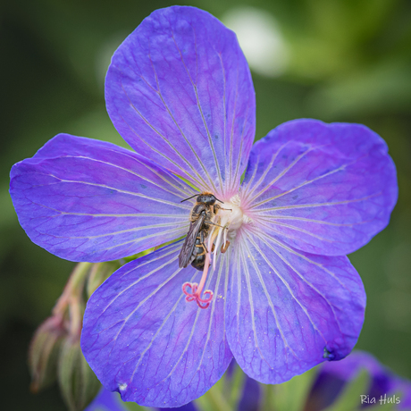 Weer bijtjes in de tuin