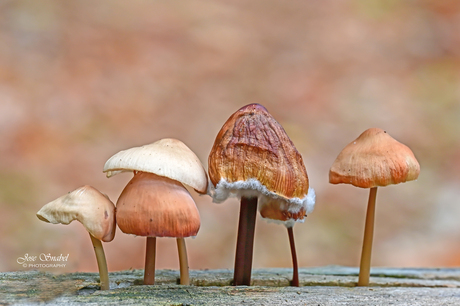 Grote Bloedsteelmycena