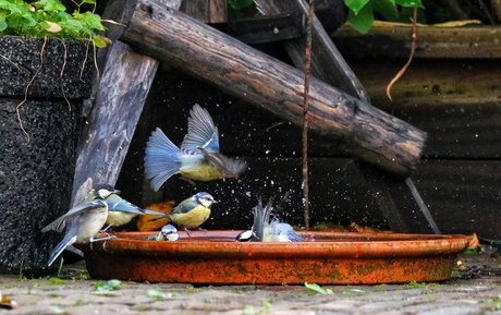 Meesjes nemen een bad
