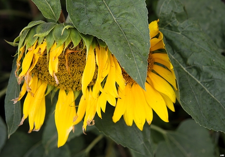 Deze Zonnebloemen buigen het hoofd 