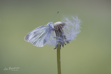 koolwitje bij de paardenbloem pluisjes