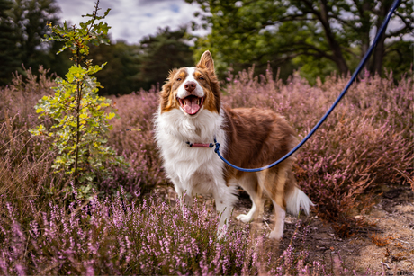 OSCAR - Signature move