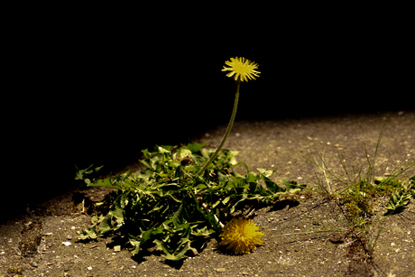 natuur in de stad 