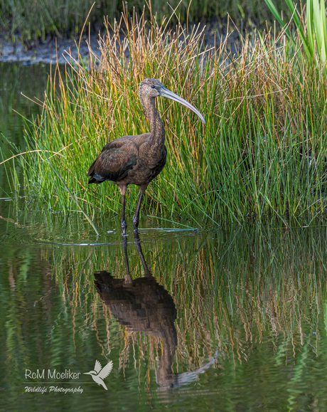 De zwarte ibis.