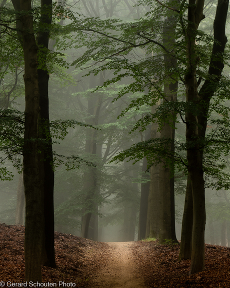 Mist in het bos