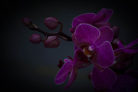 Orchidee 