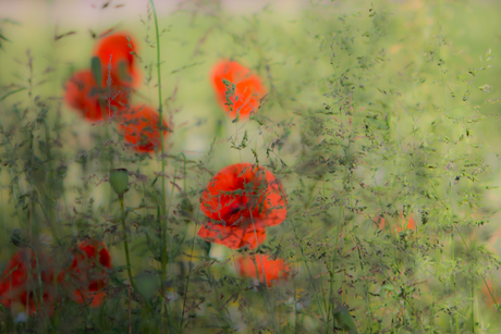 Coquelicots