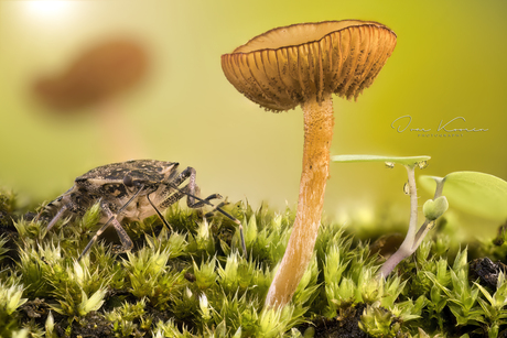 Bruin gemarmerde schildwants, paddenstoel en 4 bladluizen