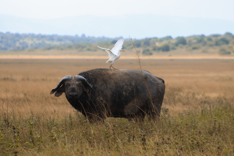 Buffalo met vriend 