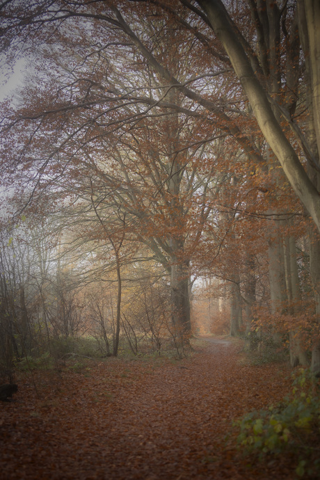 Hike in the Forest