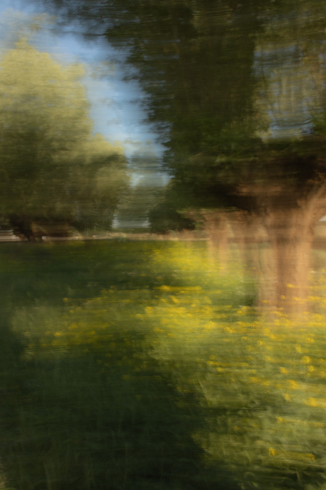 knotwilgen en koolzaad